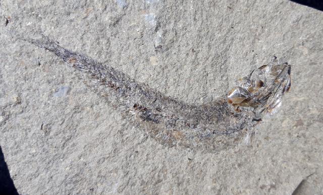 Leptolepis bronni AGASSIZ 1833 - Bild © FossNet FossilienStore
